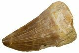 Fossil Mosasaur (Hainosaurus) Tooth - Morocco #353205-1